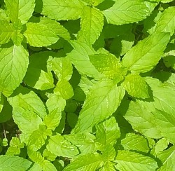 Hierbabuena💚