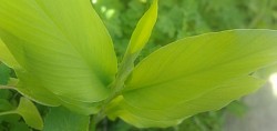 Curcuma💚