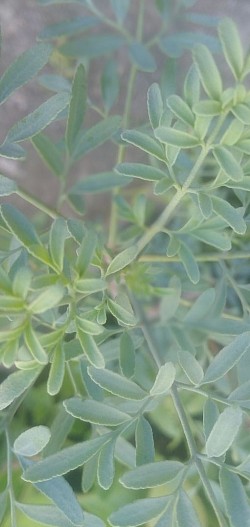 Ruda💚