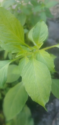 Albahaca B💚