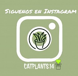 Catplants.14 Instagram 🌵