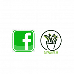 Catplants Catplants 🌱 Facebook