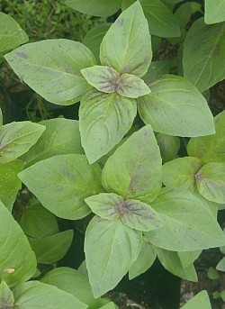 Albahaca M💜
