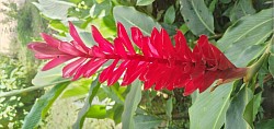 Gengibre Rojo❤
