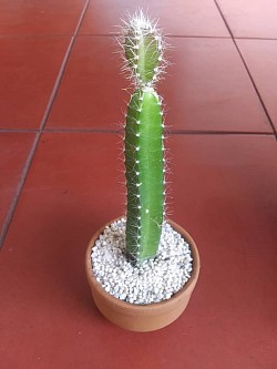 🌵