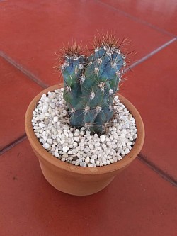 🌵