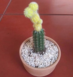 🌵