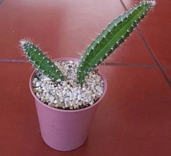 🌵