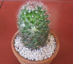 🌵