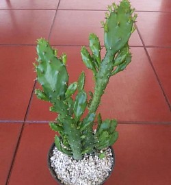 🌵