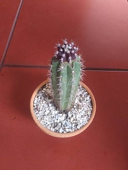 🌵