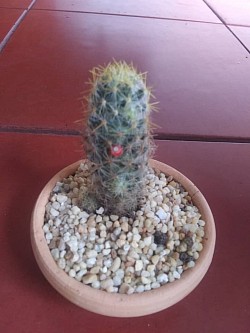 🌵
