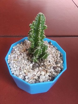🌵