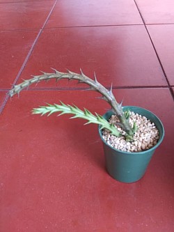 🌵