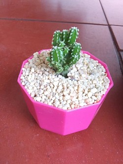 🌵