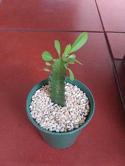 🌵