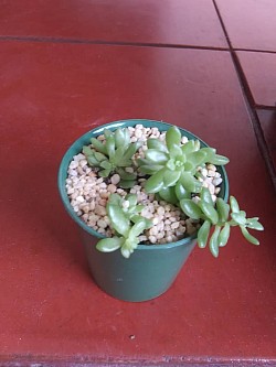 🌸