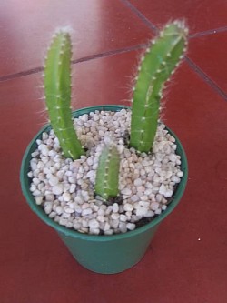 🌵