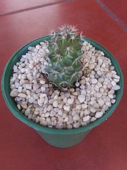 🌵