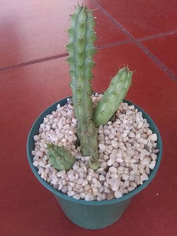 🌵