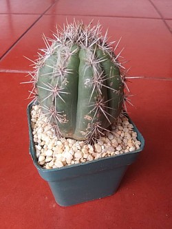 🌵