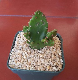 🌵