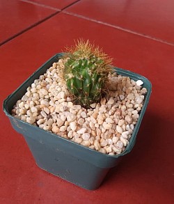 🌵