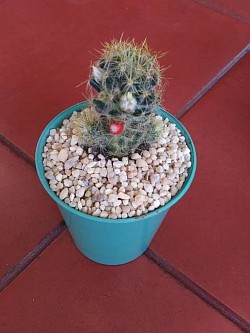 🌵