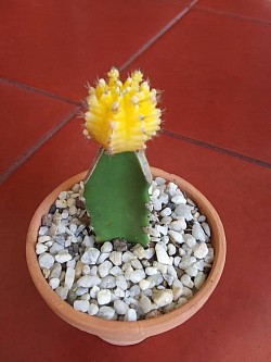 🌵
