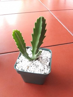 🌵