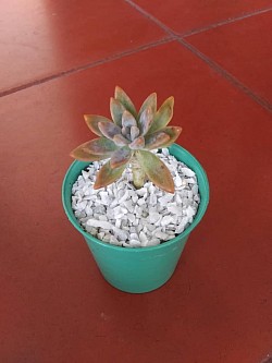 🌸