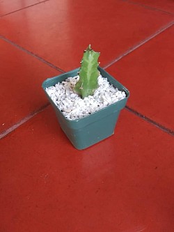 🌵