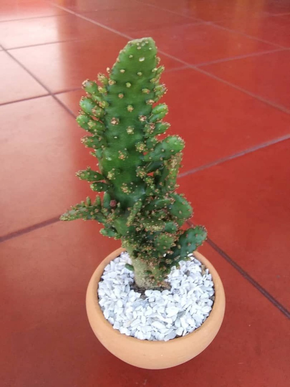 🌵