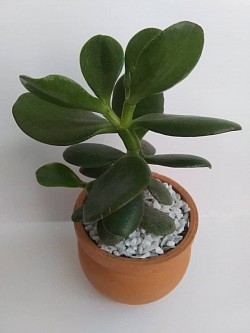 🌱