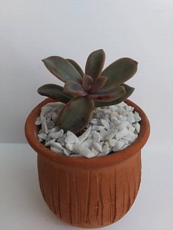 🌸