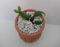 🌵