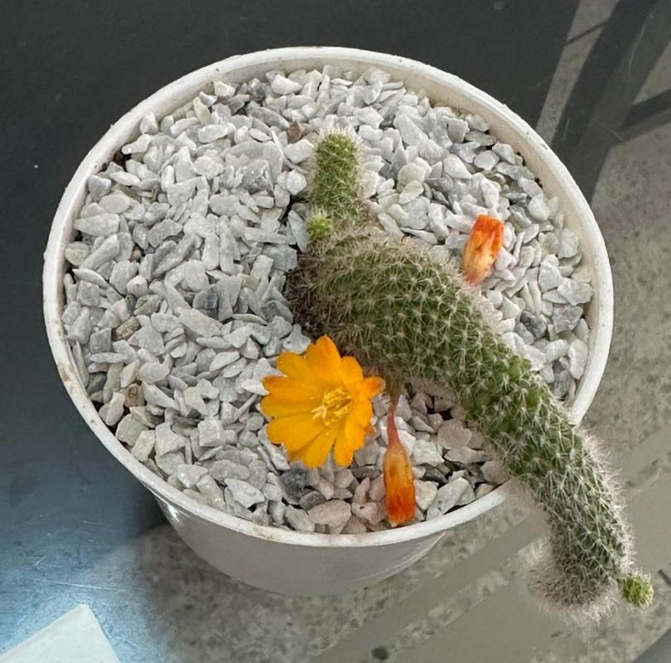 🌵