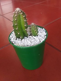 🌵