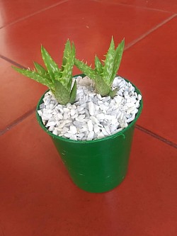 🌱