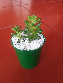 🌱