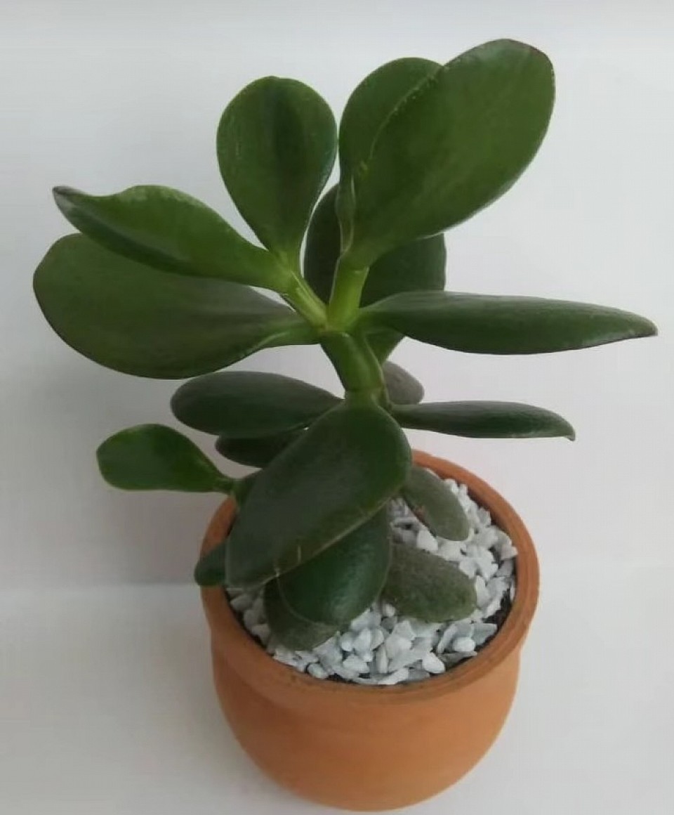 💚