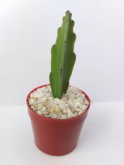 🌵