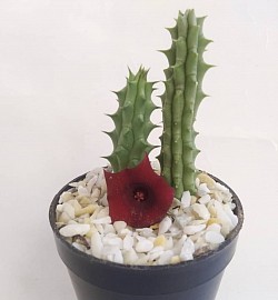 🌵