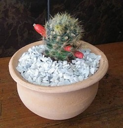 🌵