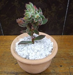 🌸