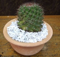🌵