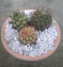 🌵