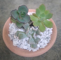 🌸