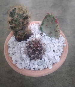 🌵