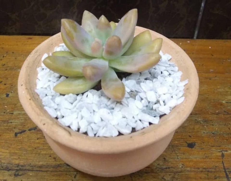 🌸